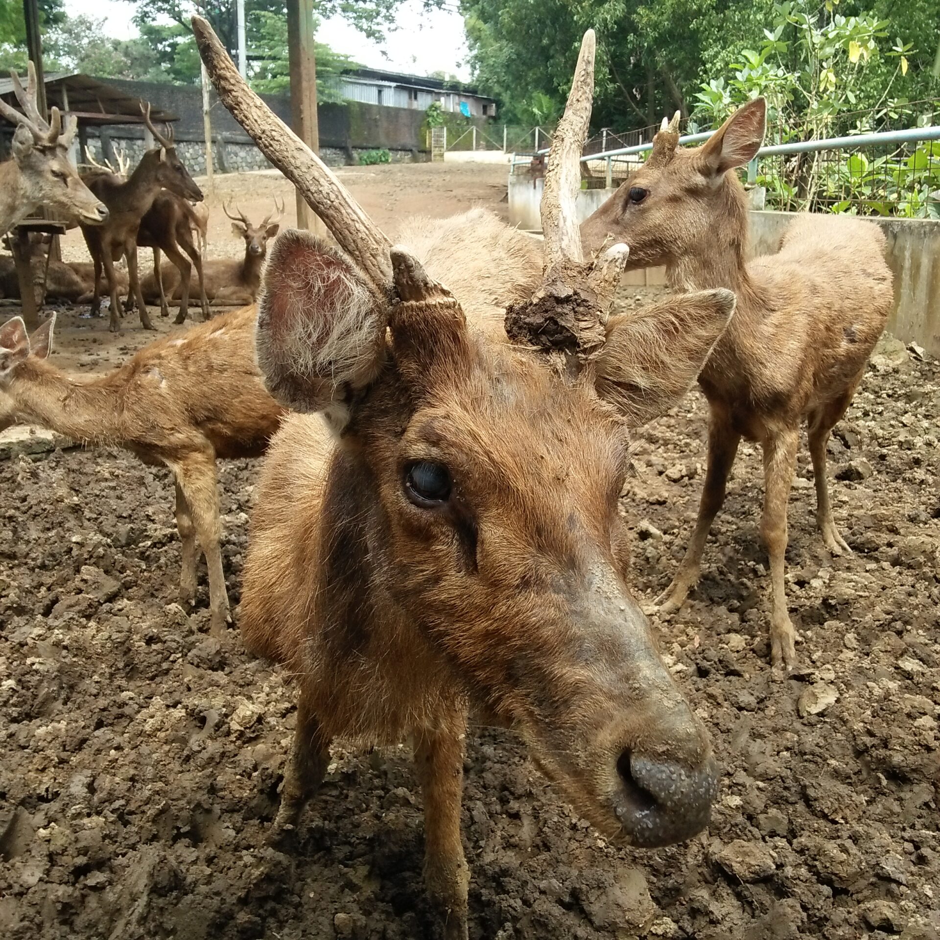kebun binatang semarang 5 Aktivitas Seru Di Kebun Binatang Semarang